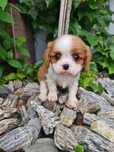 Cavalier sunia z rodowodem