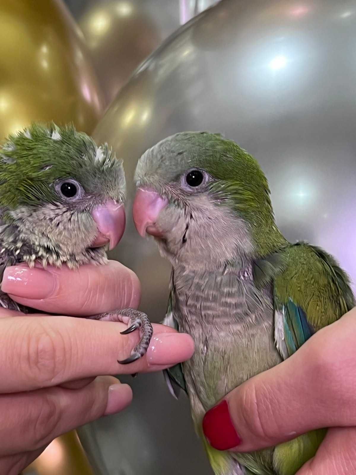 Зелений папуга Квакер або Калита Монах, пташенята різного віку