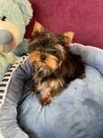 Yorkshire terrier Sunia z rodowodem