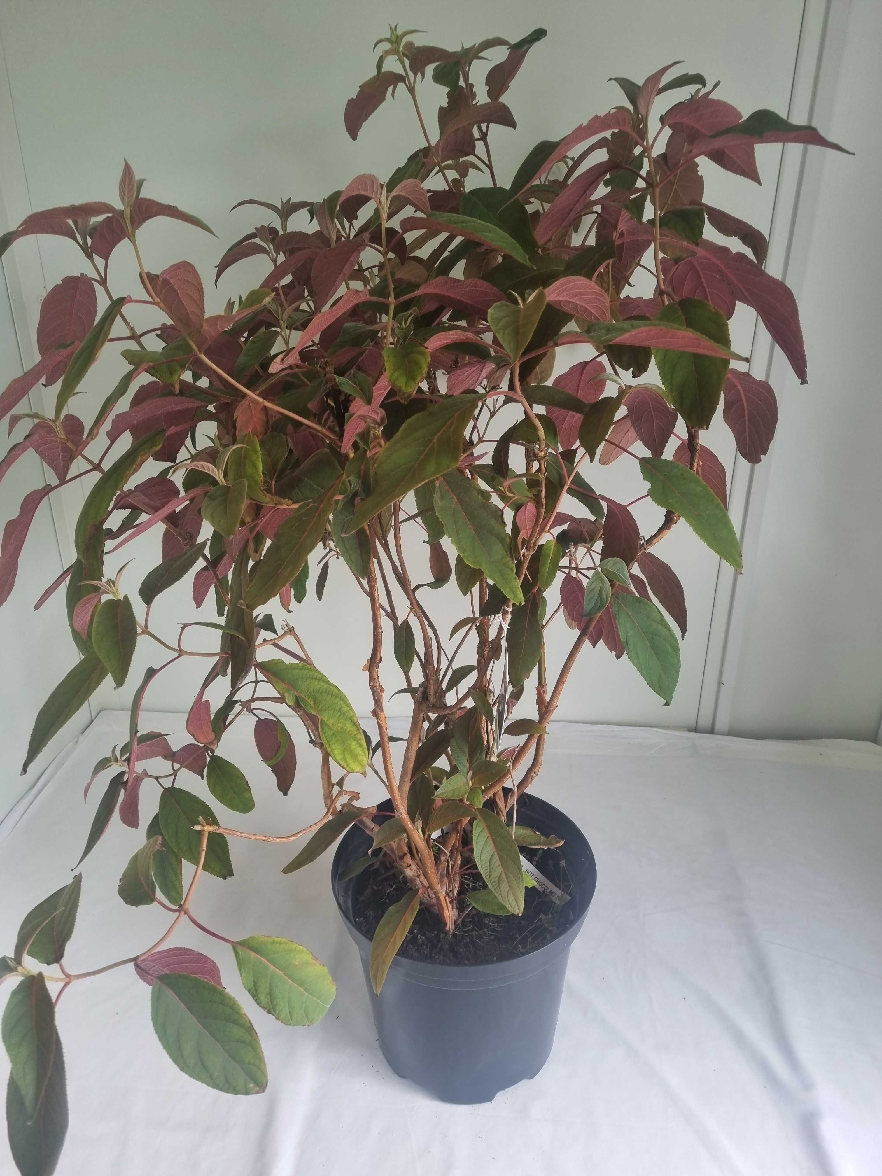 Hortensja Aspera ‘Hot Chocolate’ – Wys. 130 cm, Doniczka 7L