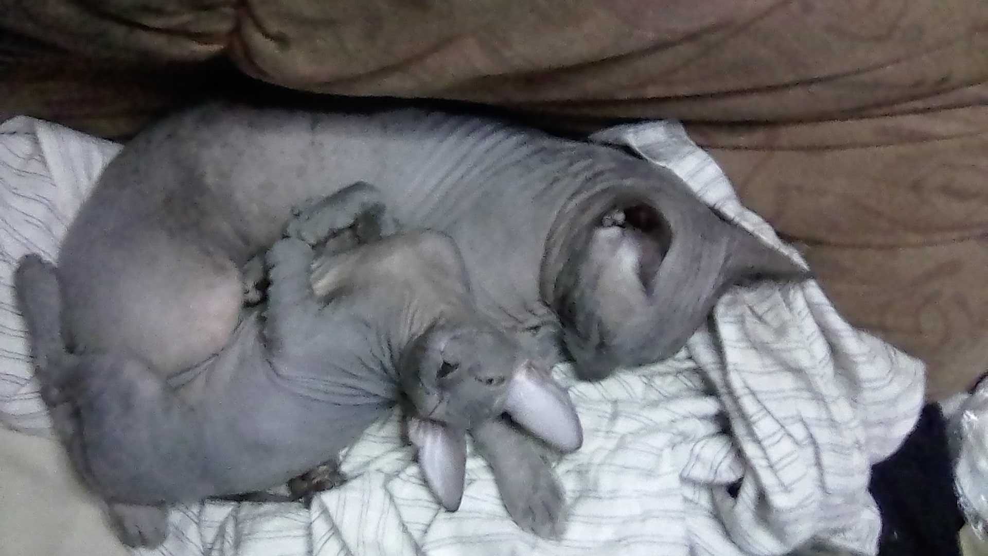 Кіт від донського сфінкса · Кот от донского сфинкса · Cat sphynx