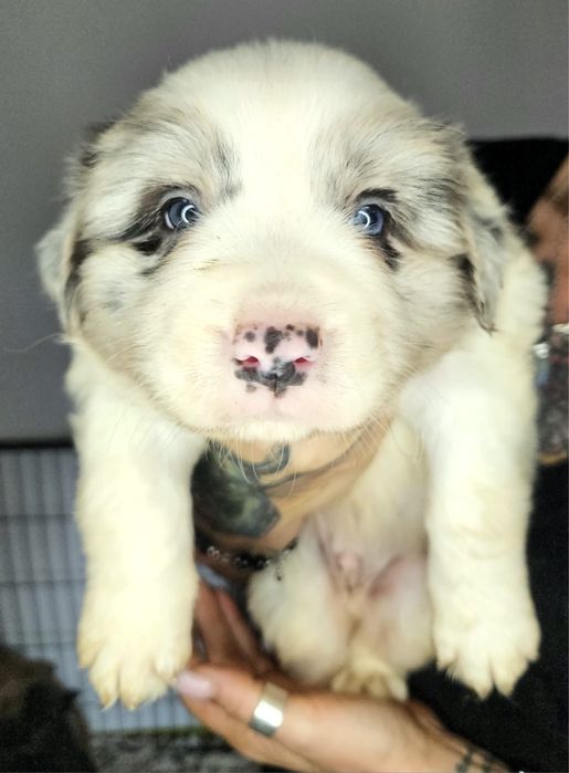 Piesek Border Collie ZKwP FCI