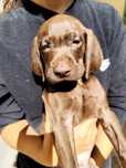 Braco alemão x Braco weimaraner