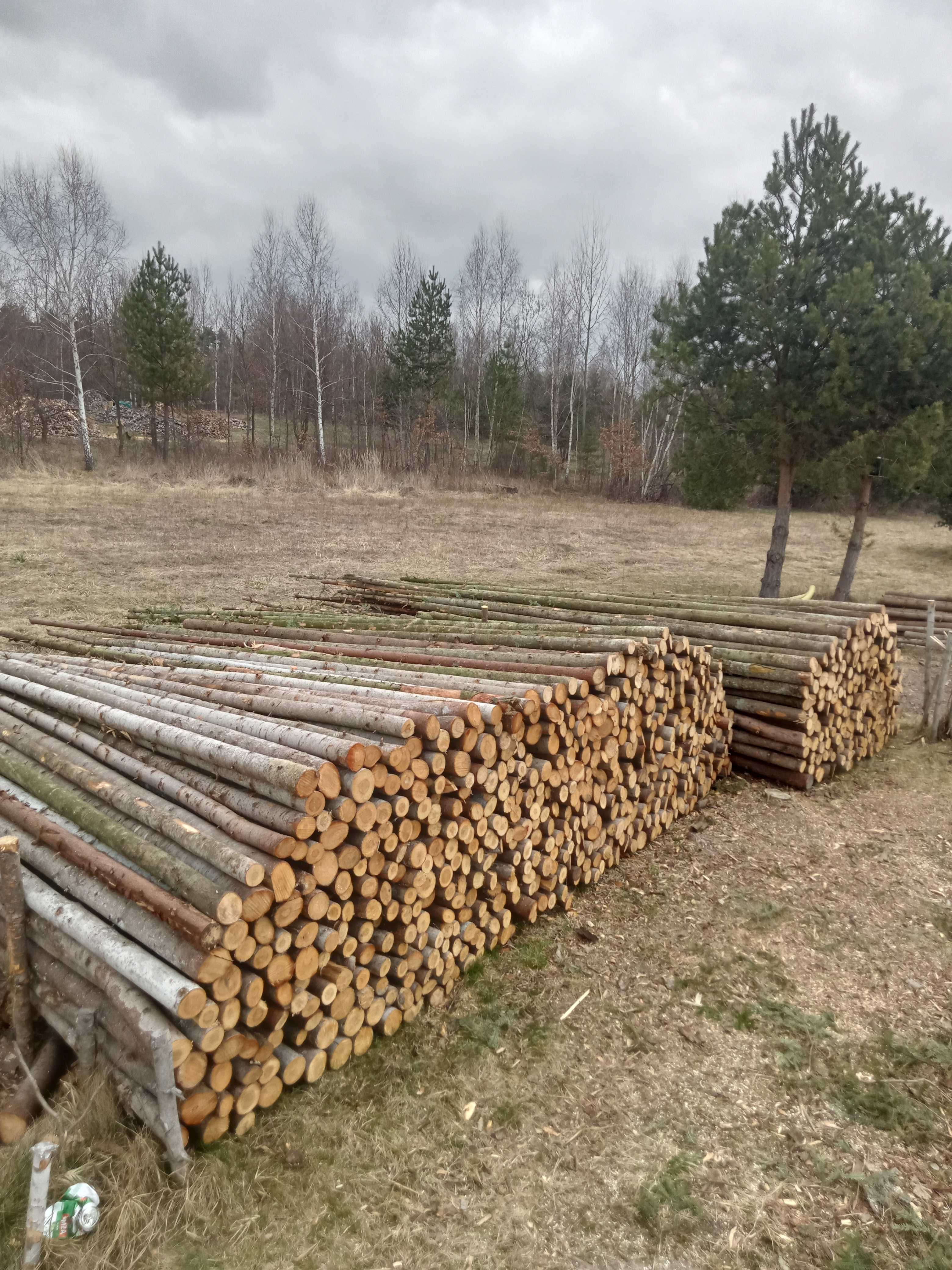STĘPLE  Jodla Swierk! Dostepne długosci 2m 3m 4m
