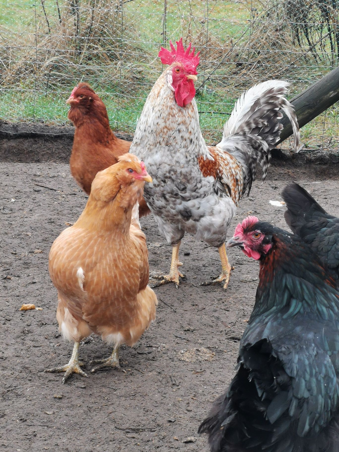 Jaja lęgowe mixy...Marans, Wyandotta, Włoszka, Araukana, Ayam Cemani