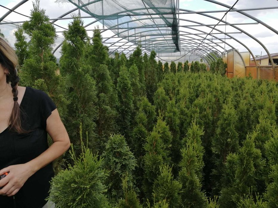 tuje tuja brabant  ok. PIASECZNA