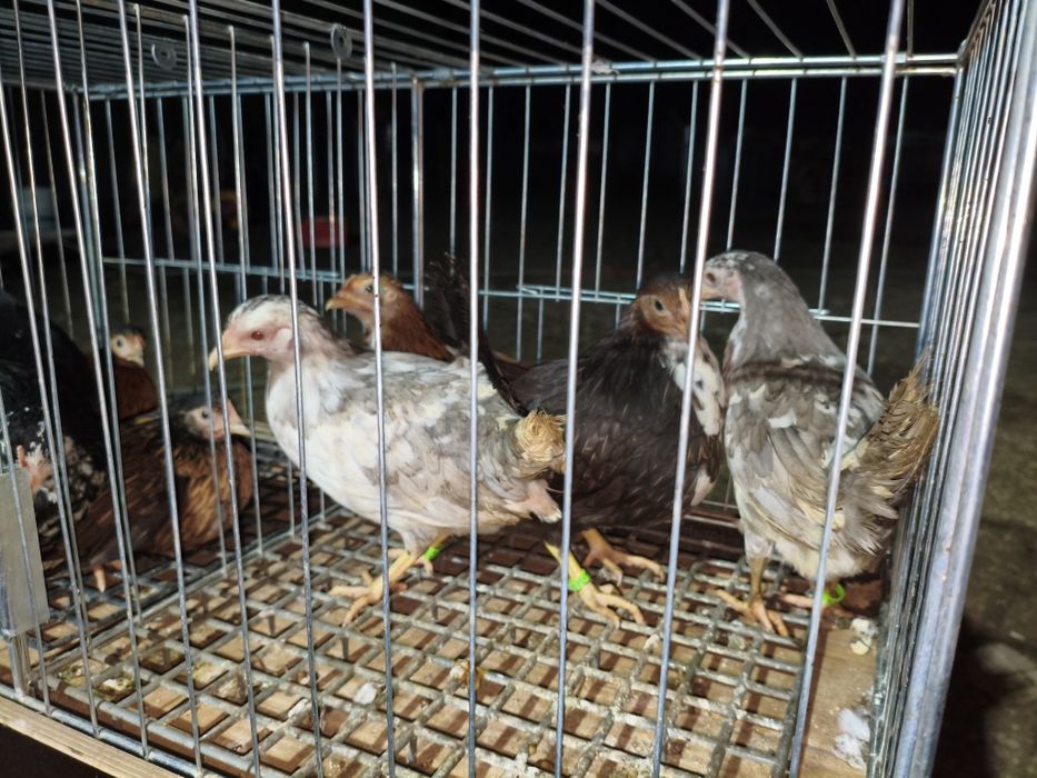 Liliputki Kurczęta 10 tygodniowe