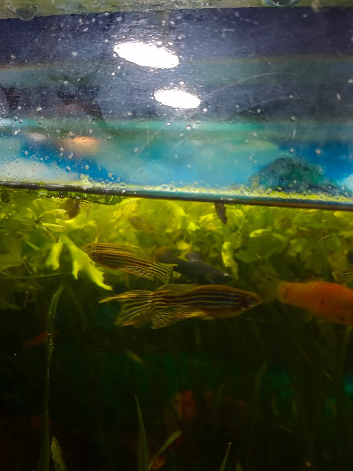 Sprzedam rybki, danio pręgowane.