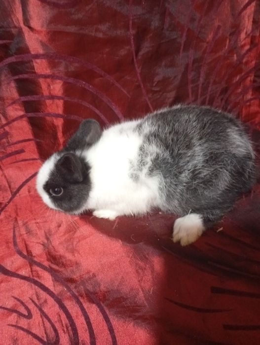 Coelhinho anão holandês