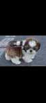 Shih-Tzu urocza suczka