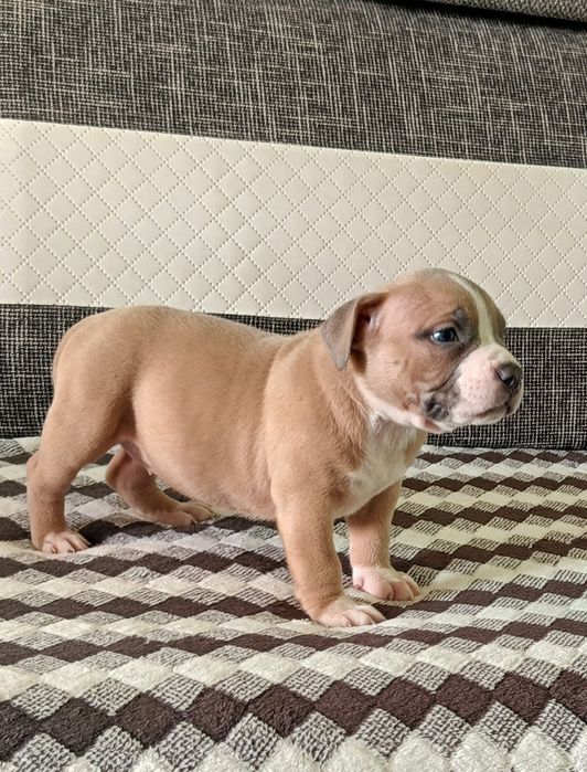 American bully pocket suczka