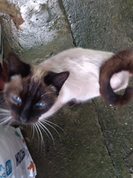 Gatos para dar - fofinhos