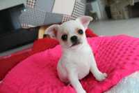 Chihuahua  biały  piesek krótkowłosy rodowód FCI