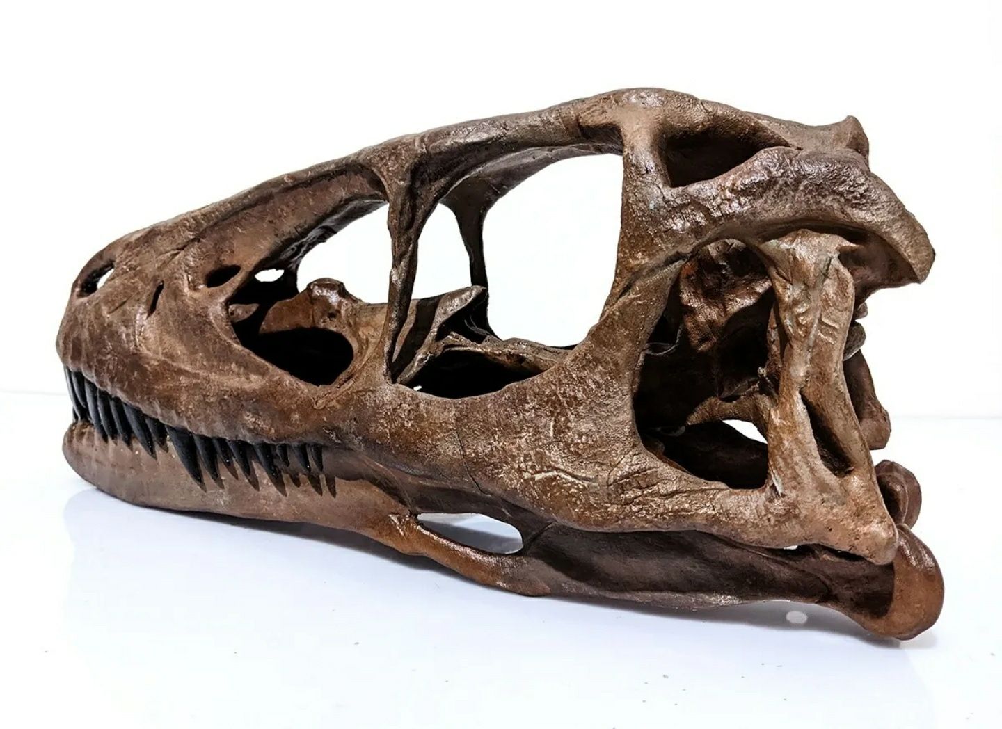 Crânio de Deinonychus Raptor Velociraptor Utahraptor