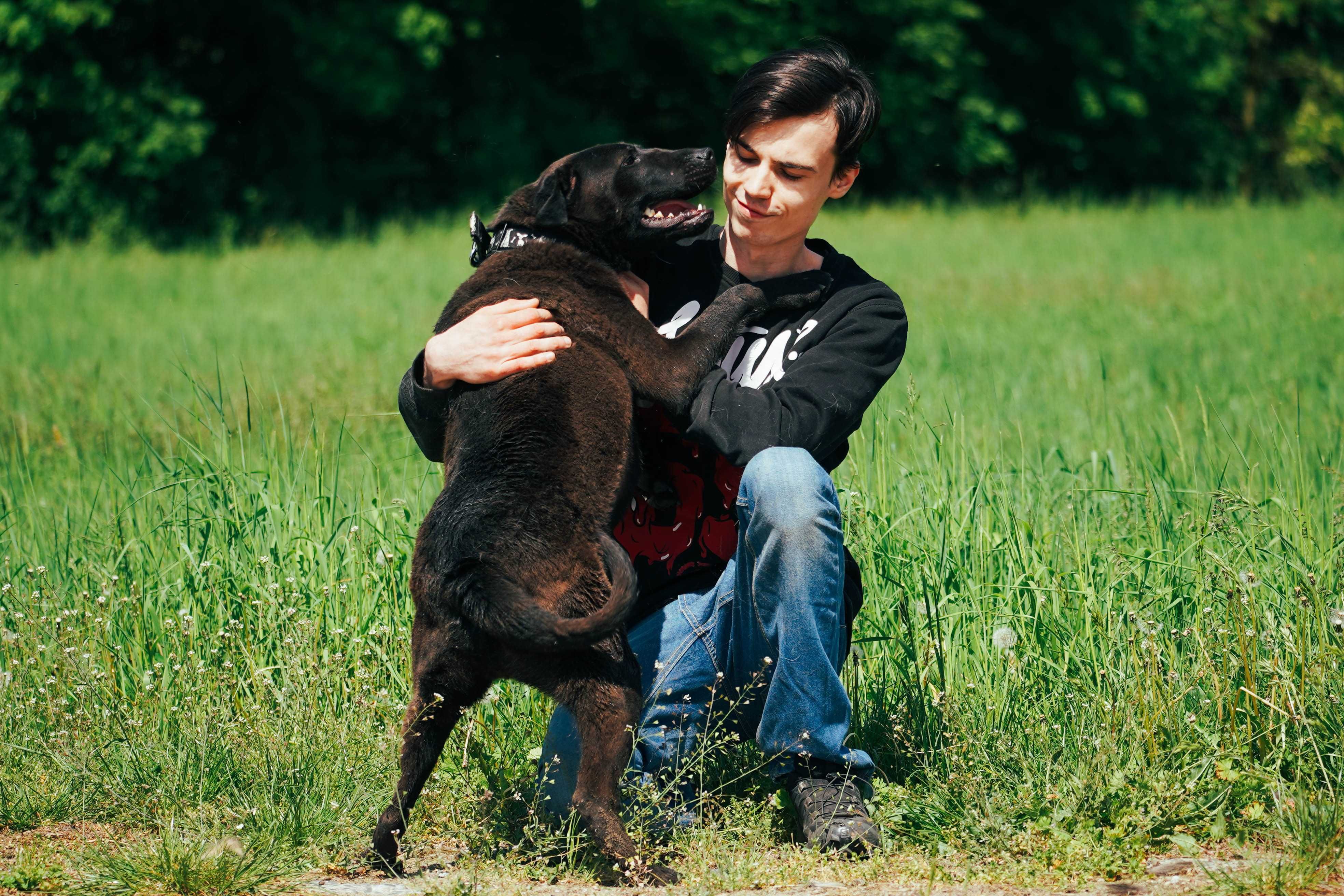Alan - śliczna miniaturka labradora