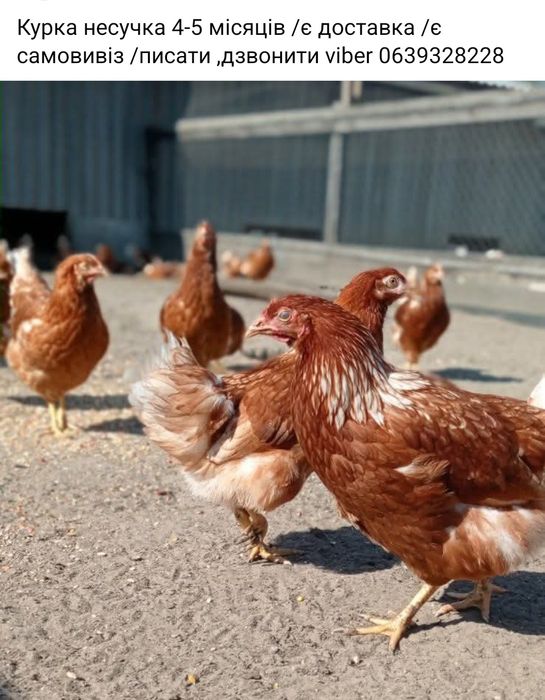 Продам курку несушку Ломен браун