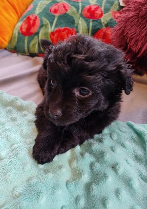 Czarne cudne maleństwo Daisy