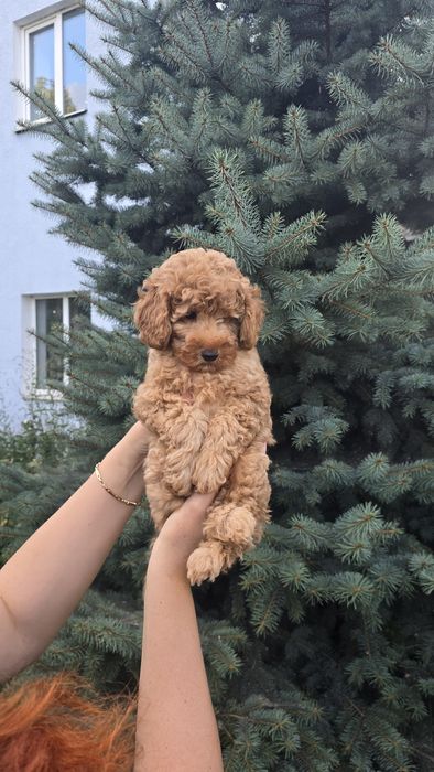 Мальчик мальтипу ф2