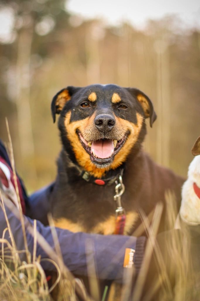 Snapi, uroczy mini rottweiler czeka na dom
