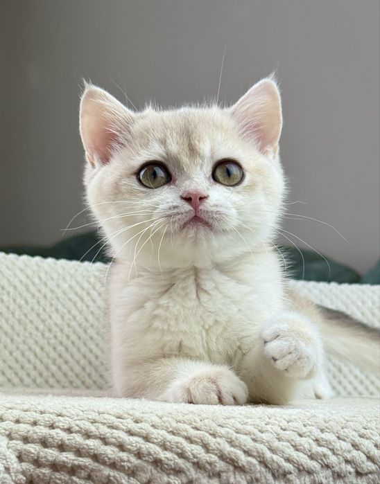 Британочка Фаббі