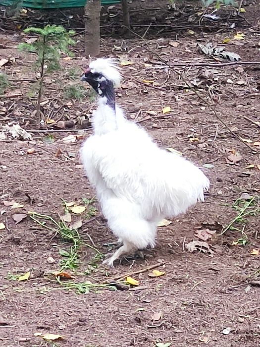 Kogut silka gołoszyjka