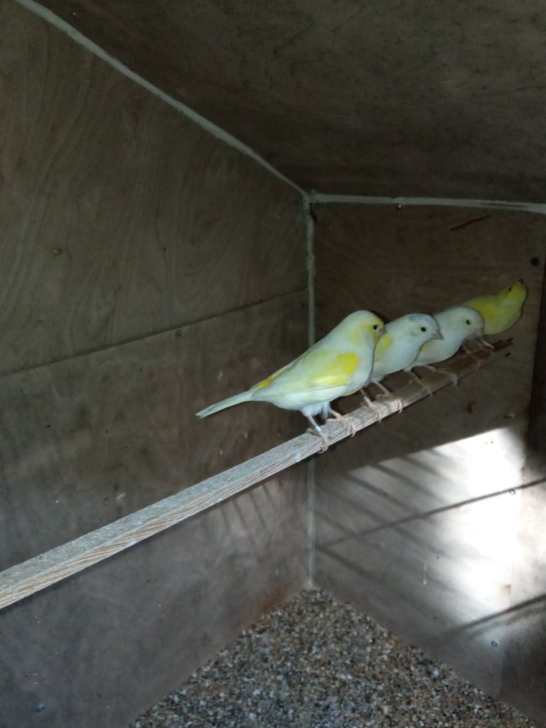 Canários amarelos