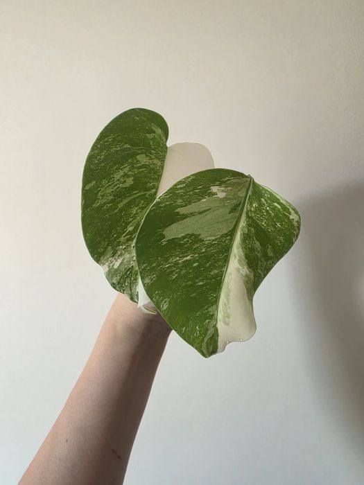 Monstera varie 2 liscie