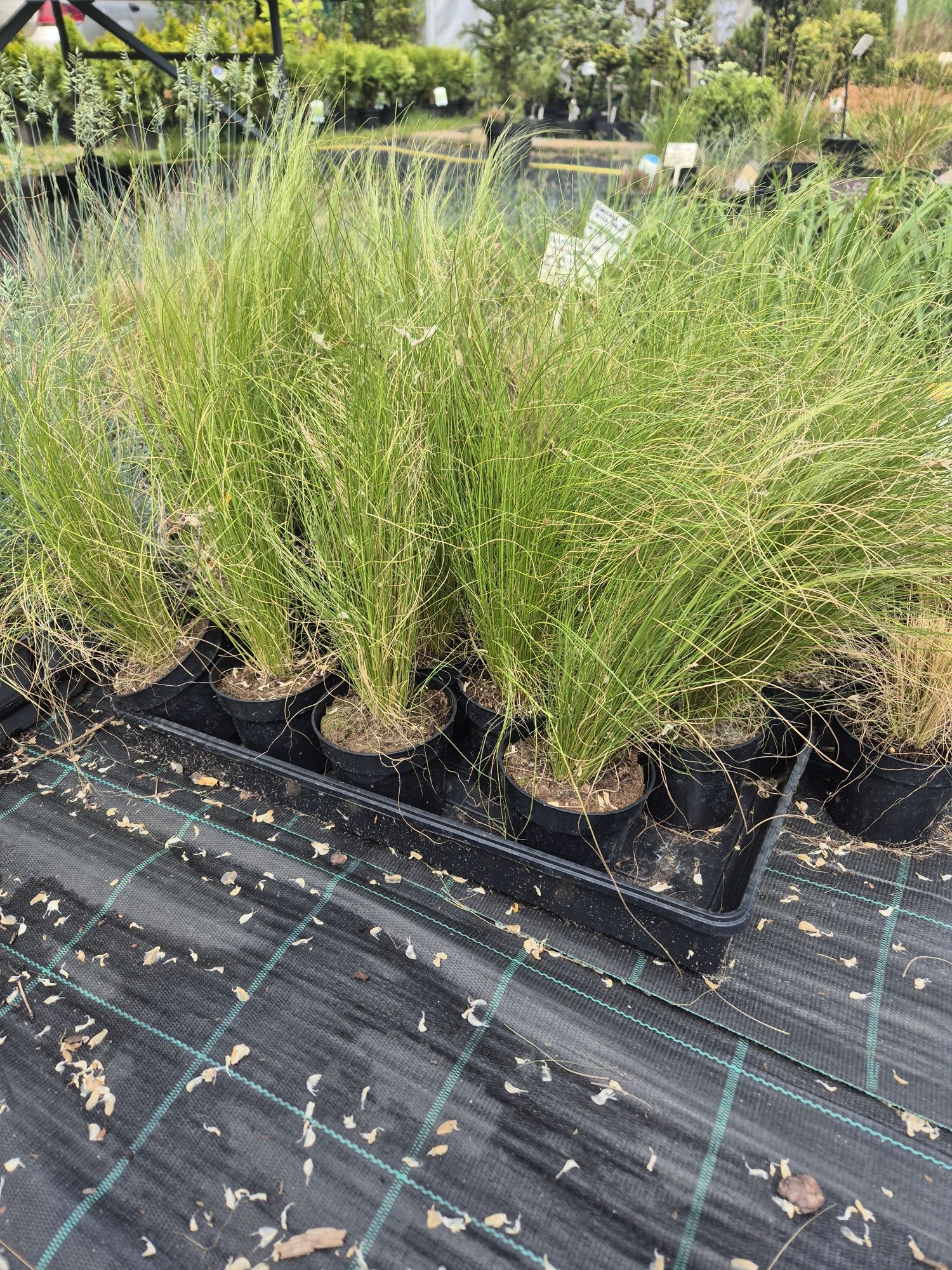 Stipa Pony Tails trawa ozdobna