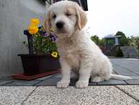 Golden Retriever szczeniak biszkoptowy