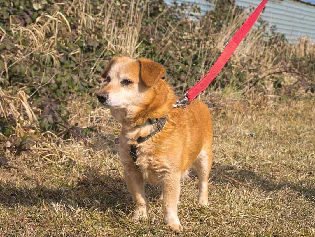 Nugat słodki rudzielec prosi o dom Adopcja