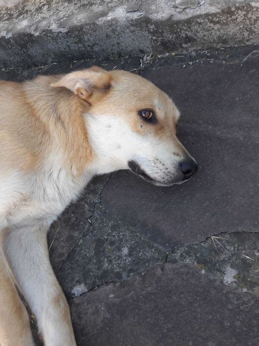 Надійний песик охоронець