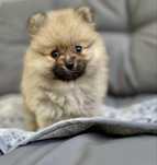 Szpic miniaturowy, pomeranian, sunia