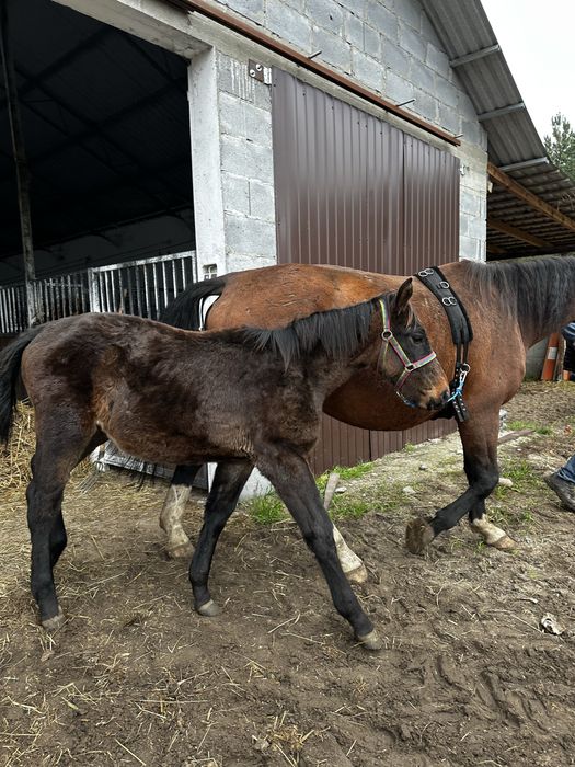 Klaczka śląska 7 miesiecy