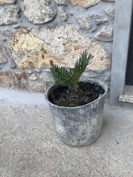 Cica / sica / cyca de jardim