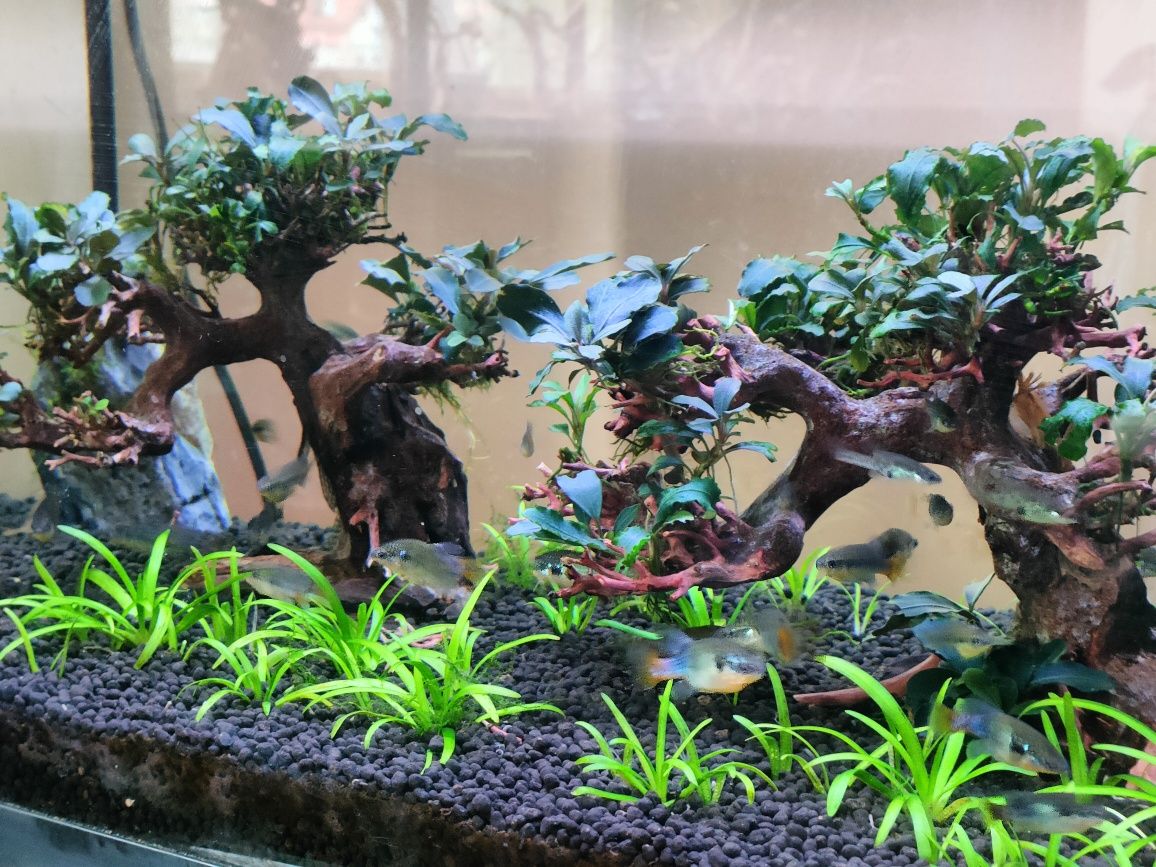 Parva dostawa rośliny akwariowe Olsztyn sklep zoologiczny Pirania