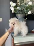 Lulu da pomerânia com LOP, linhagem Russa, spitz alemão anão