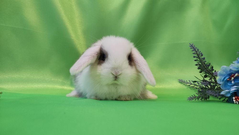 Карликові кроленята, породисті баранчики висловухі, NHD -найменші.