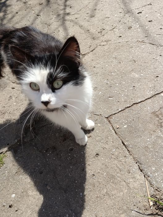 Отдам в добрые руки кошечку