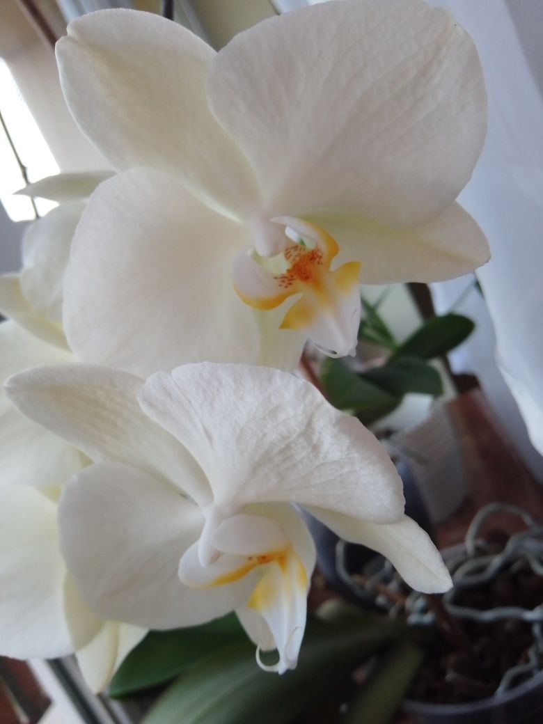 Storczyk orchidea paphiopedilum cambria