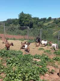 Cabras anãs machos e fêmeas