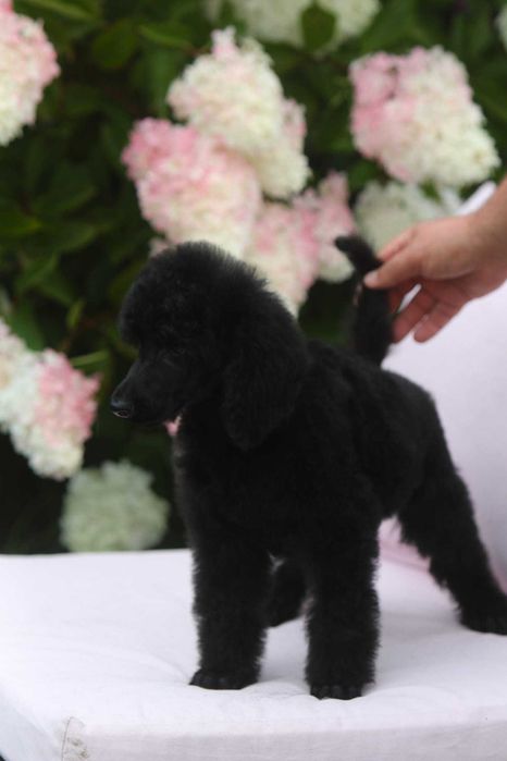 Pudel królewski duży Czarny Samiec Nero Standard Poodle Black 15 tyg