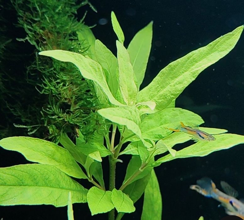 Hygrophila corymbosa