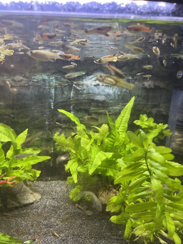 Guppies Endler sortidos