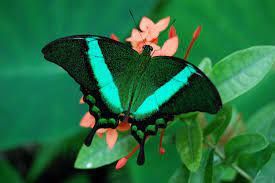 Pięć żywych poczwarek Papilio Palinurus. WYSYŁKA!!!