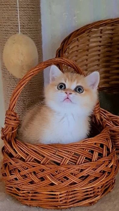 Класнючая Девочка золотая шиншилла