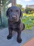 Labrador Retriver FCI