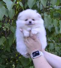 Piękna biała suczka Pomeranian szpic Miniaturowy