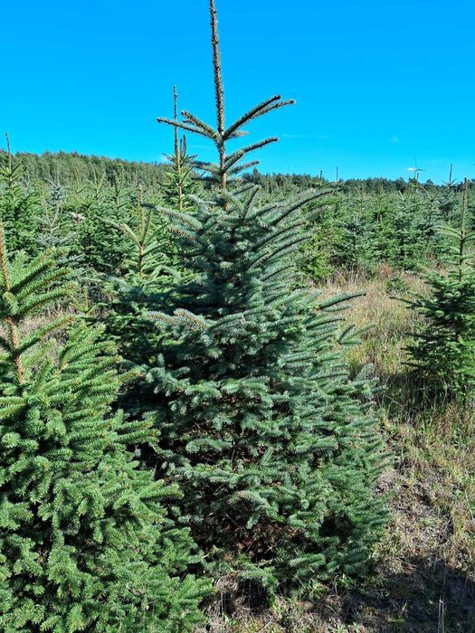 Świerk srebrny choinki 150 cm 250 cm