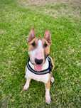 Roger Bull Terrier Esterlizado
