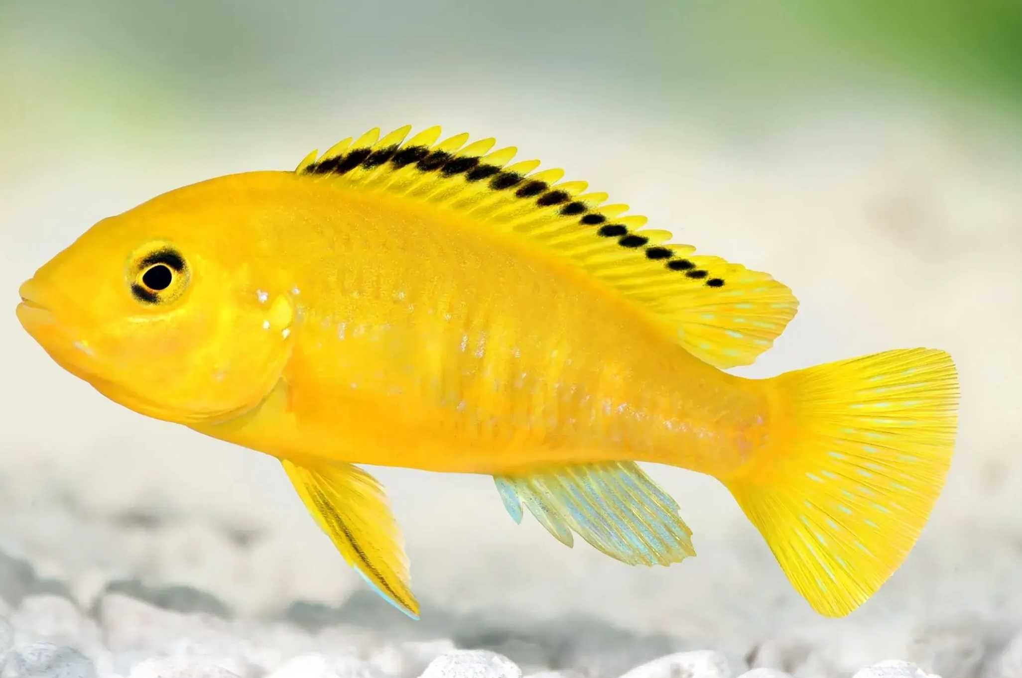 Labidochromis caeruleus yellow - dowóz, wysyłka